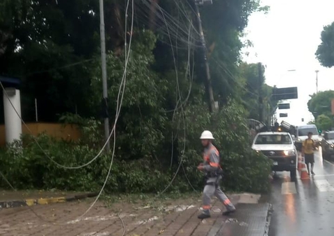 Árvore cai após forte chuva em Manaus