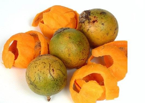 Estudo aponta que casca do tucumã pode inibir bactérias causadoras de infecções