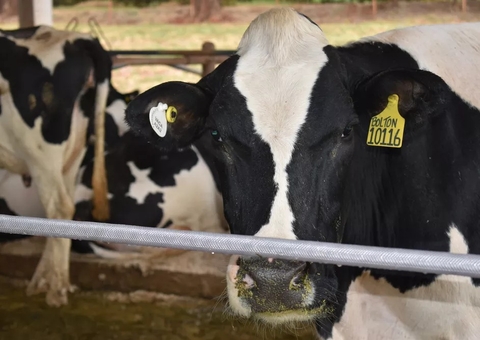 Casos no Rio não são de doença da vaca louca, afirmam Fiocruz e Mapa