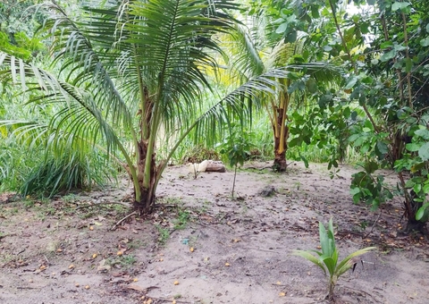 Pastor encontra cabeça e membros do irmão esquartejado em Manaus