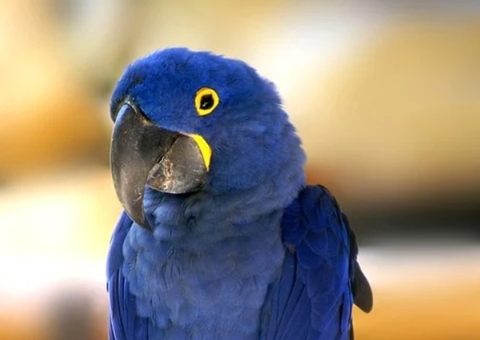 Zoológico traz arara azul da Espanha para formar casal com o paulista Teobaldo