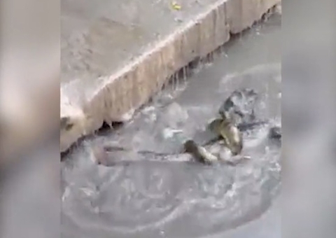 Jacaré e Sucuri se enfrentam em igarapé de Manaus; veja vídeo