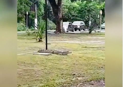 Após chuva em Manaus, Jacaré é visto dando 'uma volta' na Bola das Letras