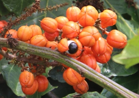 Embrapa desenvolve guaraná de alta produtividade e resistente à doença