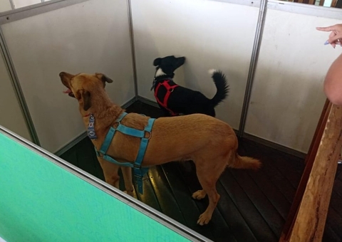 Feira de adoção de Pets ganha versão natalina neste domingo em Manaus