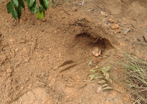 Covas com corpos enterrados de cabeça para baixo são encontradas em Manaus