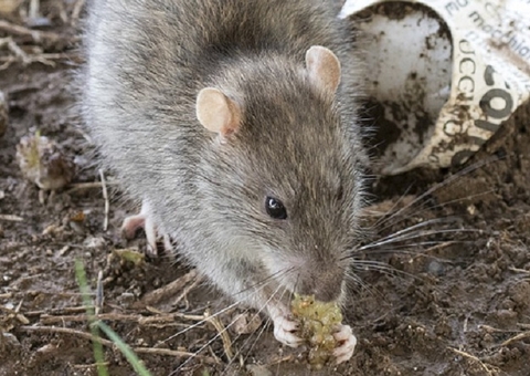 Especialistas em Manaus alertam para os riscos da subnotificação de leptospirose