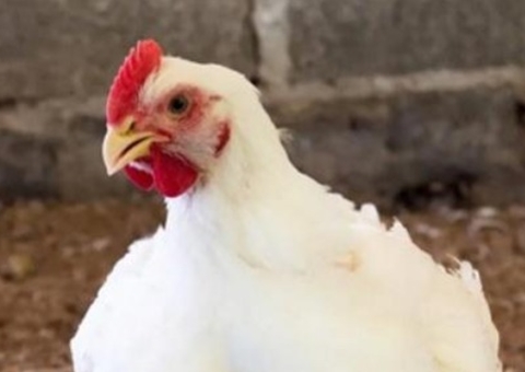 Você já viu um Chester vivo? Confira curiosidades sobre a ave natalina