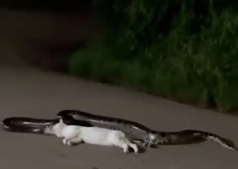Vídeo impressionante mostra sucuri engolindo gato em Porto Velho; veja