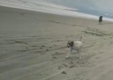 Vídeo: Corrida entre cavalos e motos termina com cachorro morto e mulher com braço quebrado