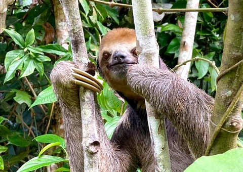 Moradora aciona resgate ao encontrar preguiças no quintal de casa em Manaus; saiba como funciona serviço