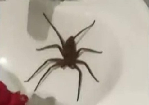 Após picada de aranha, mulher fica sem andar