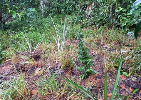 Abacaxis são plantados em cima da cova de adolescente no Amazonas