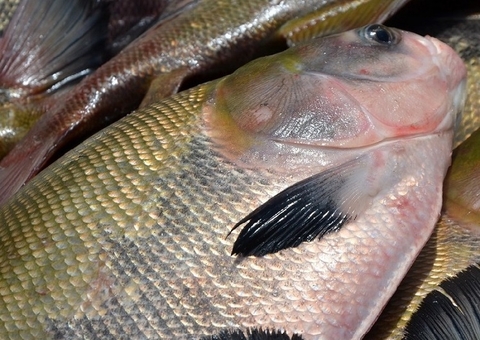 Amazonas tem 2 novos casos de ‘Doença da Urina Preta’