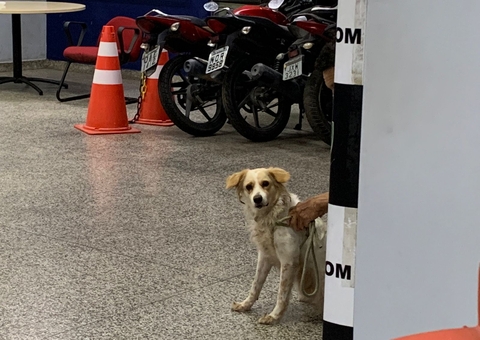 Homem é preso após vizinho gravar vídeo de abuso sexual contra cachorro em Manaus