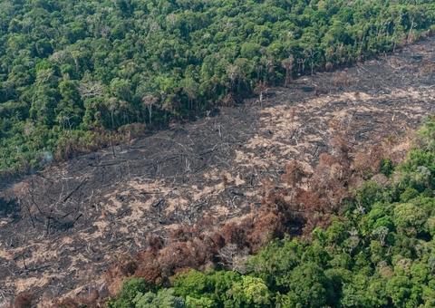 Desmatamento na Amazônia em 2021 destruiu área do tamanho de Manaus 
