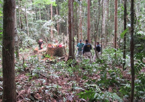 PRF flagra homens cortando árvores ilegalmente na BR-174 no Amazonas