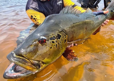 A força econômica do Tucunaré 
