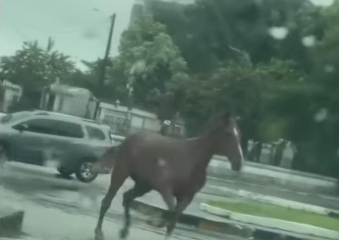 Vídeo mostra cavalo galopando perdido entre carros de avenida em Manaus