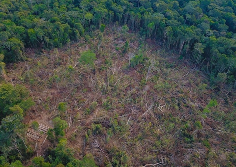 Amazônia bateu recorde de desmatamento em janeiro