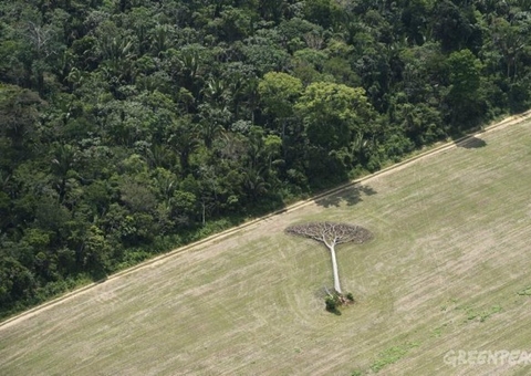 Desmatamento na Amazônia Legal em janeiro foi o maior em 7 anos, alerta Inpe