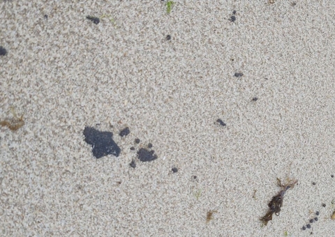 Litoral cearense tem 64 praias com manchas de óleo