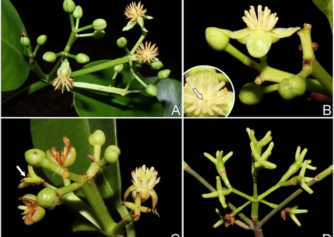 Nova espécie de planta é descoberta no Amazonas