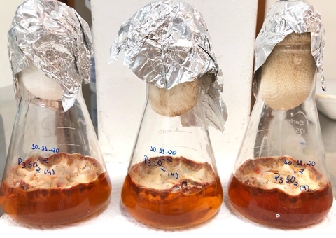 Pesquisa identifica 50 fungos amazônicos que podem ser usados como colorantes naturais