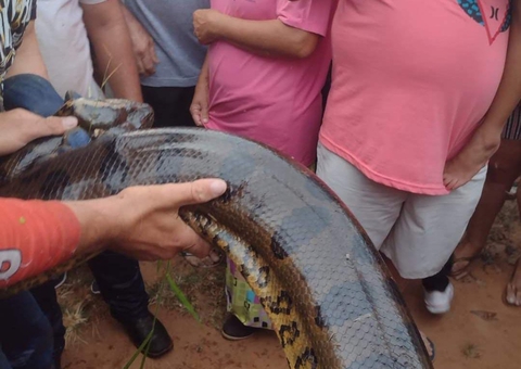 Sucuri gigante é capturada após comer cachorros e causar pânico em moradores