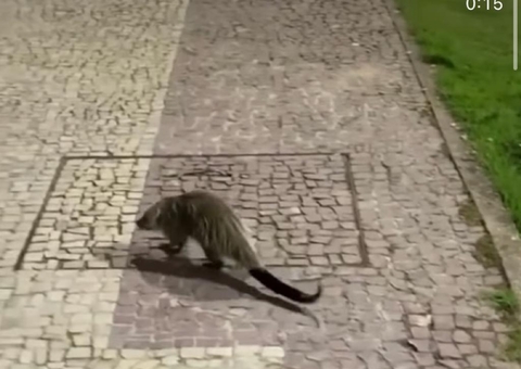 Vídeo: Animal ‘diferentão’ passeia na Ponta Negra e intriga web em Manaus; saiba o que é