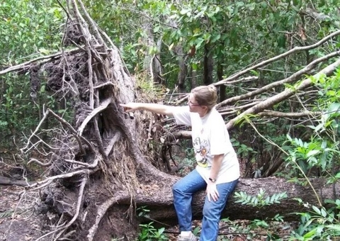 Ventanias causam mortes de árvores na borda sul da floresta amazônica