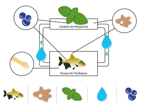 Projeto em Humaitá testa eficiência da aquaponia na produção de peixes e verduras