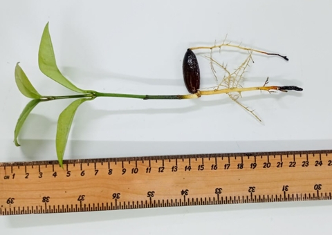 Pesquisa visa ampliar o consumo de frutas pouco conhecidas no Amazonas