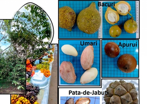 Frutas amazônicas serão estudadas para ampliar comercialização