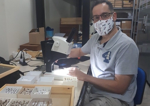 Descobertas na Amazônia: 69 novas espécies de insetos são estudadas pelo Inpa