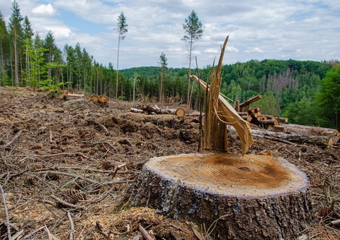 Desmatamento no Sul do Amazonas deve quadruplicar até 2050, aponta ISA