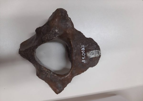 Fósseis de animais amazônicos do Rio Purus são alvo de estudos