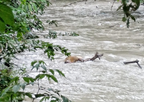 Corpo é encontrado boiando em igarapé durante temporal em Manaus