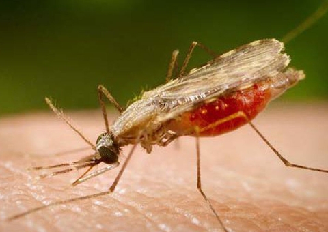 Barcelos registrou maior número de malária em 2021