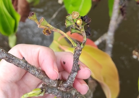 Estudo investiga extração sustentável de óleos de plantas no Amazonas