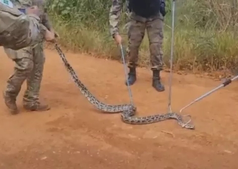 PM resgata cobra píton solta em mata após ser confundida com jiboia