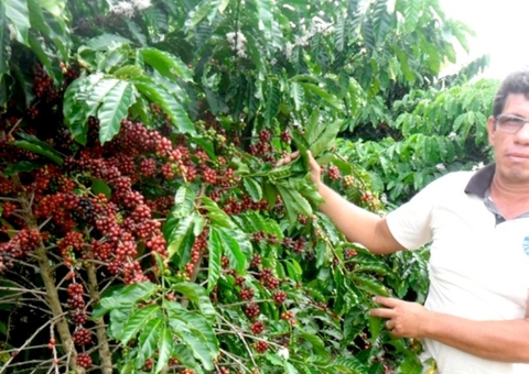 Parceria internacional vai expandir produção de café sustentável do Apuí