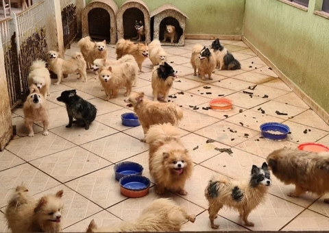 Cães Lulu da Pomerânia são resgatados por maus-tratos