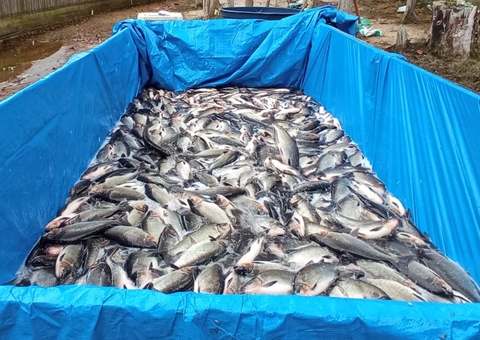 Sete toneladas de pescado são distribuídas para 3 mil famílias no Amazonas
