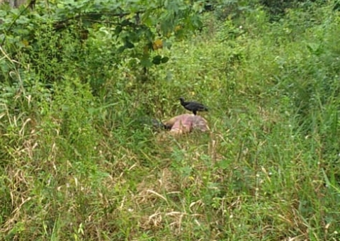 Corpo sendo devorado por urubus é encontrado em ramal de Manaus
