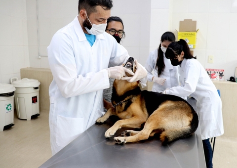 Saiba como prevenir seu pet de doenças sexualmente transmissíveis