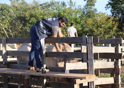 Amazonas prorroga primeira etapa da campanha contra Febre Aftosa