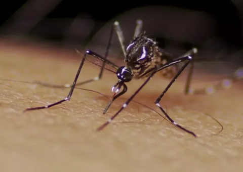 Brasil vive surto de dengue e casos se igualam aos de todo o ano de 2021