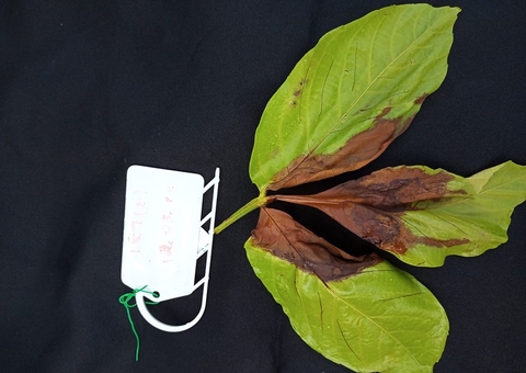 Novo fungo descoberto pode afetar açaizeiros no Amazonas, diz Embrapa