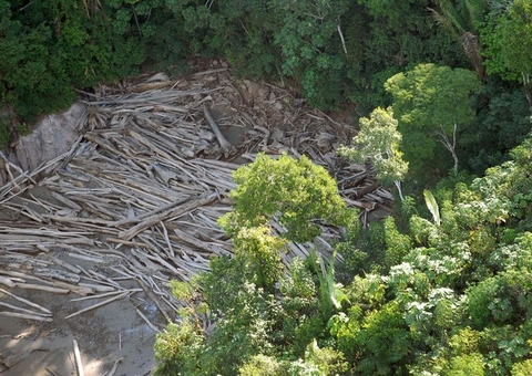 4 municípios do Amazonas lideram alertas de desmatamento
